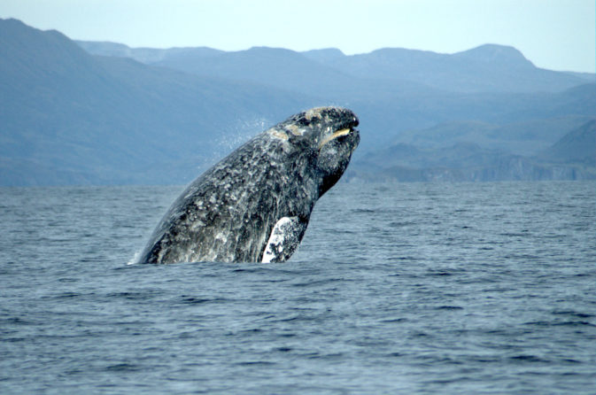ballena-gris-batalla