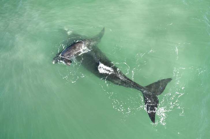 ballena-tiburon