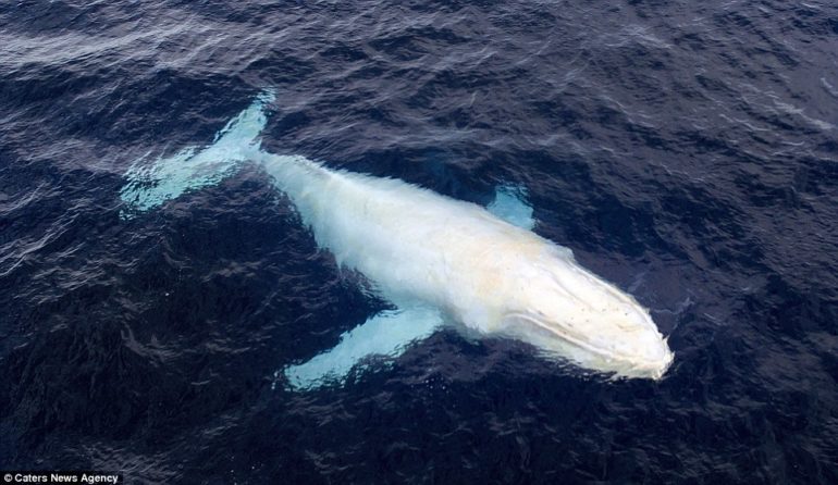 ballena-albina