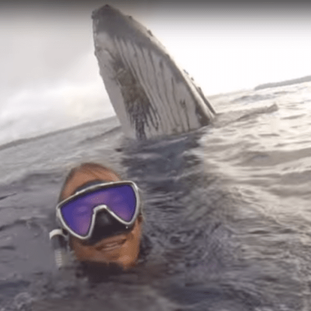 man-captures-incredible-close-up-selfie-with-a-whale-youtube