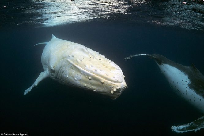 ballena-albina-3